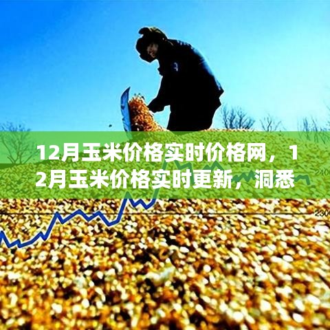 12月玉米價格實時更新與市場動態(tài)洞察