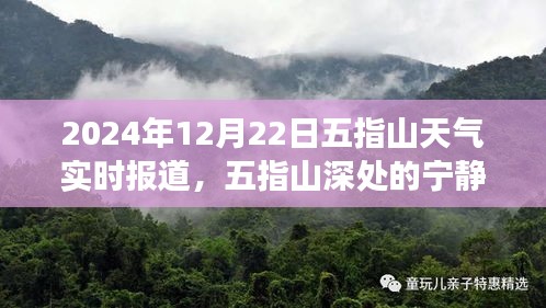 2024年冬至五指山探險之旅，深山寧靜與天氣實時報道的心靈之旅