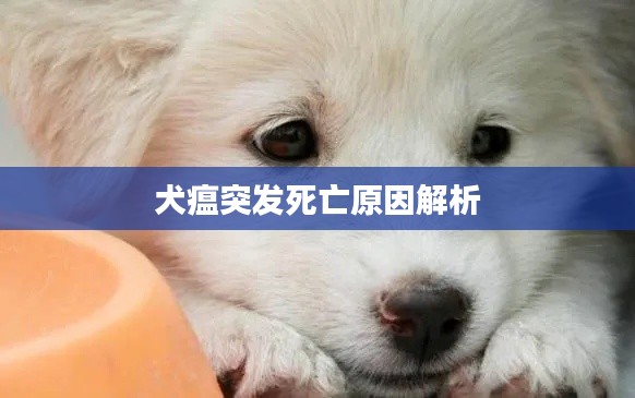 犬瘟突發(fā)死亡原因解析