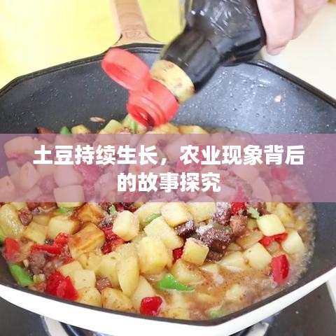 土豆持續(xù)生長，農(nóng)業(yè)現(xiàn)象背后的故事探究