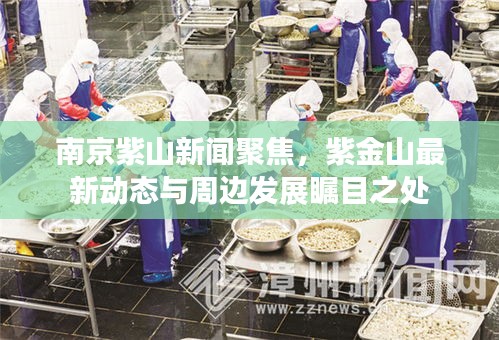 南京紫山新聞聚焦，紫金山最新動(dòng)態(tài)與周邊發(fā)展矚目之處