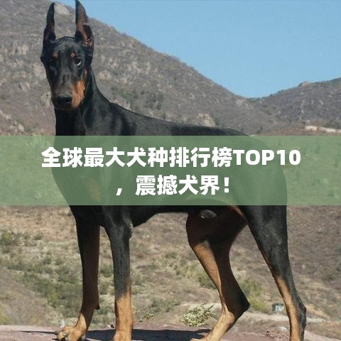 全球最大犬種排行榜TOP10，震撼犬界！