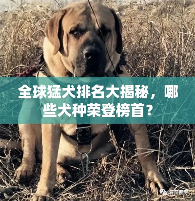 全球猛犬排名大揭秘，哪些犬種榮登榜首？