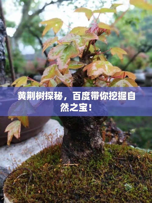 黃荊樹探秘，百度帶你挖掘自然之寶！