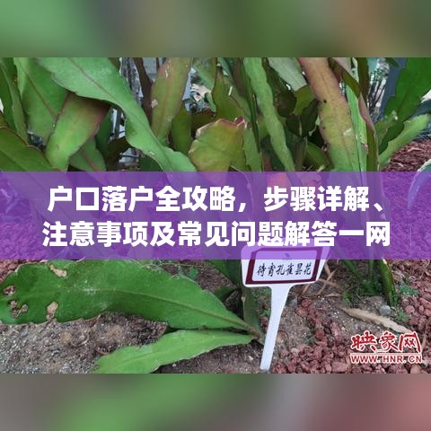 戶口落戶全攻略，步驟詳解、注意事項及常見問題解答一網(wǎng)打盡！