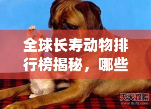 全球長壽動物排行榜揭秘，哪些動物壽命驚人之長？