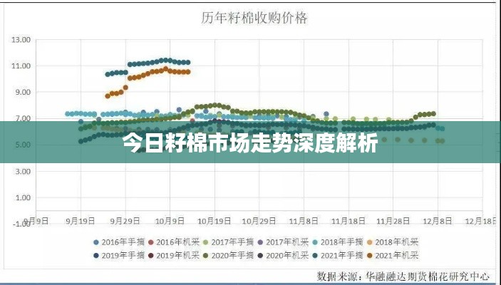 今日籽棉市場走勢深度解析