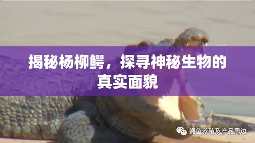 揭秘楊柳鱷，探尋神秘生物的真實面貌