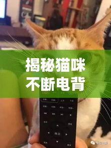 揭秘貓咪不斷電背后的秘密，專(zhuān)家視頻解析來(lái)襲！