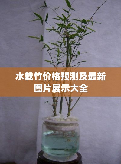 水栽竹價(jià)格預(yù)測(cè)及最新圖片展示大全