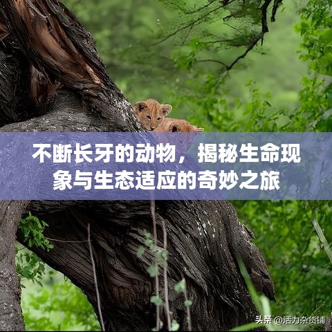 不斷長牙的動物，揭秘生命現(xiàn)象與生態(tài)適應的奇妙之旅