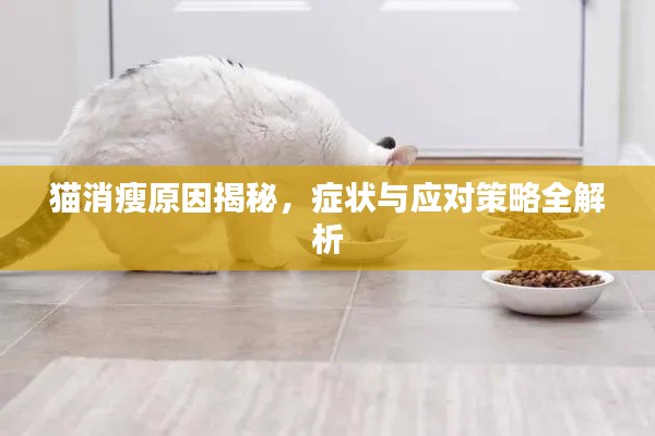 貓消瘦原因揭秘，癥狀與應(yīng)對(duì)策略全解析