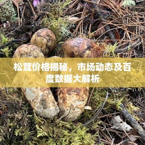 松茸價格揭秘，市場動態(tài)及百度數據大解析