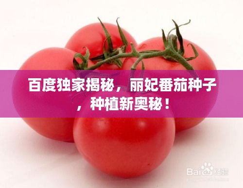 百度獨家揭秘，麗妃番茄種子，種植新奧秘！