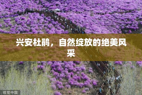 興安杜鵑，自然綻放的絕美風(fēng)采